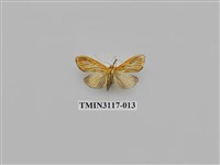 藏品(螟蛾221)的圖片